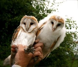 Pair of Barn Owls